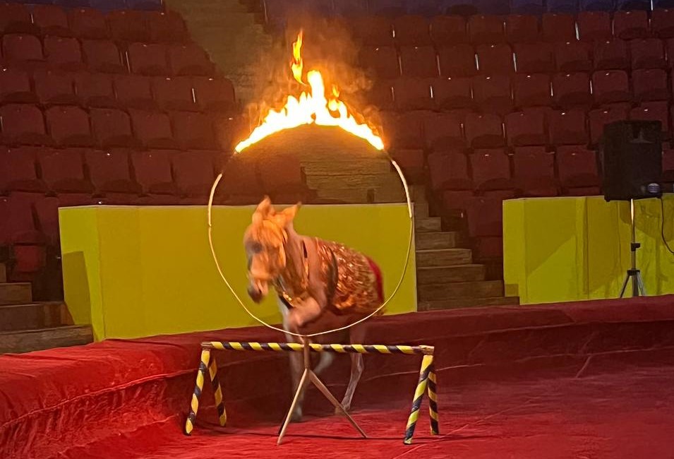 Аз ҳалқаи оташин паридани хар