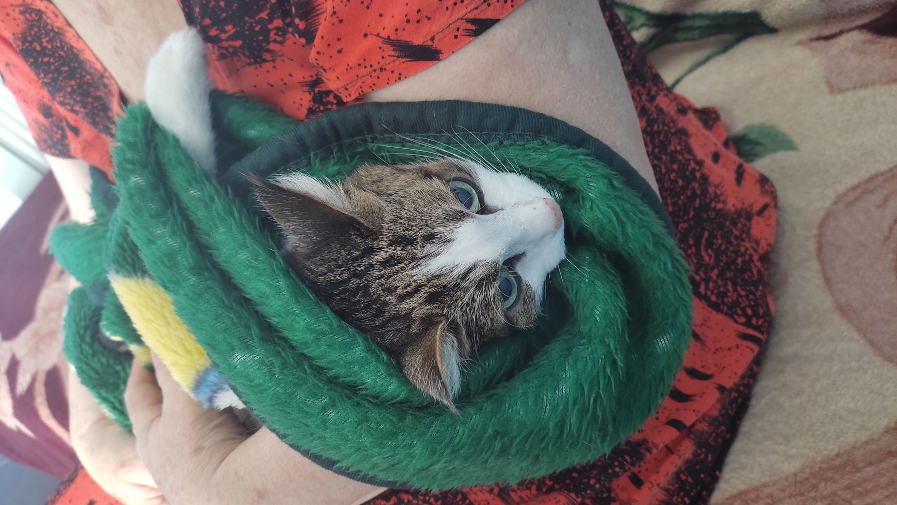 Кошка пациентка у ветеринара