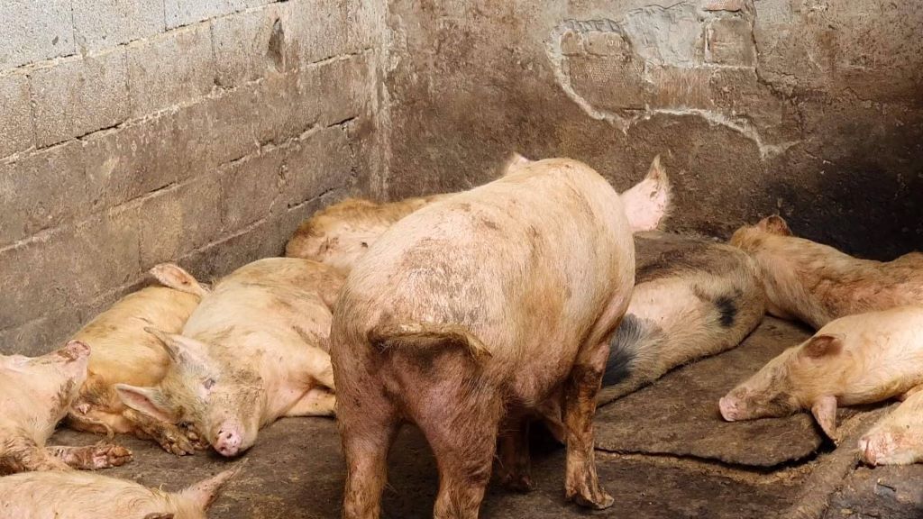 Дар Суғд нисбати хукпарвар парвандаи ҷиноятӣ кушоданд